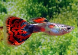 Guppy mâle red mosaic - Guppy mâle - Comptoir du Poisson exotique