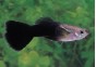 Guppy mâle half noir - Guppy mâle - Comptoir du Poisson exotique