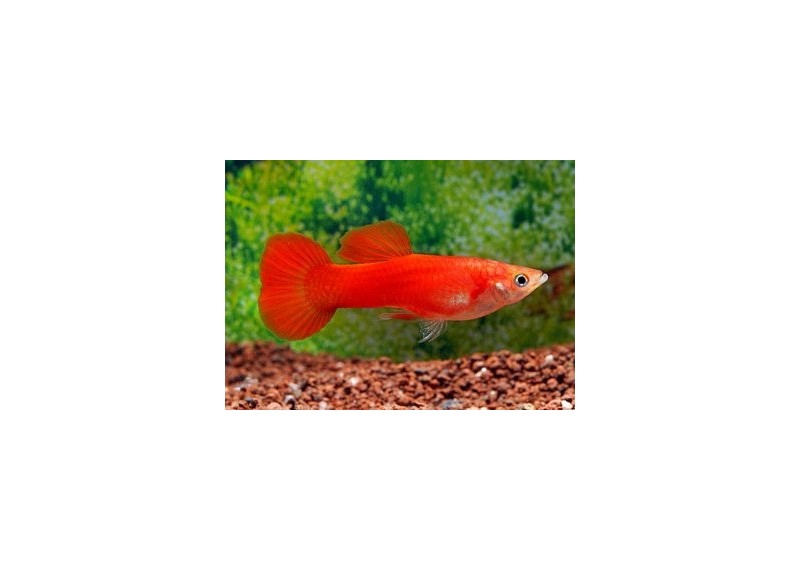 Guppy mâle full rouge - Guppy mâle - Comptoir du Poisson exotique