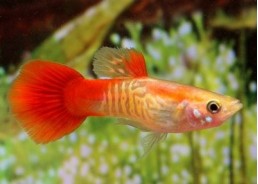 Guppy mâle cobra rouge blond - Guppy mâle - Comptoir du Poisson exotique