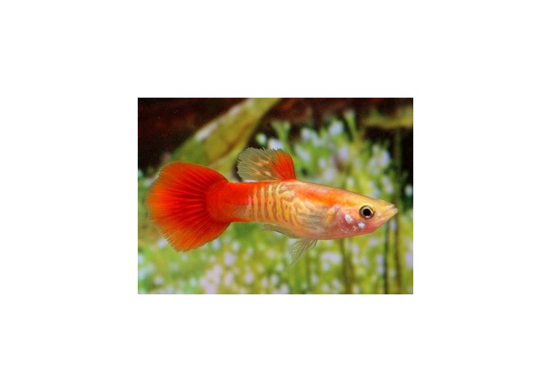 Guppy mâle cobra rouge blond - Guppy mâle - Comptoir du Poisson exotique