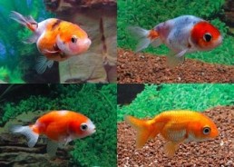 Ranchu assortis - Ranchu - Comptoir du Poisson exotique