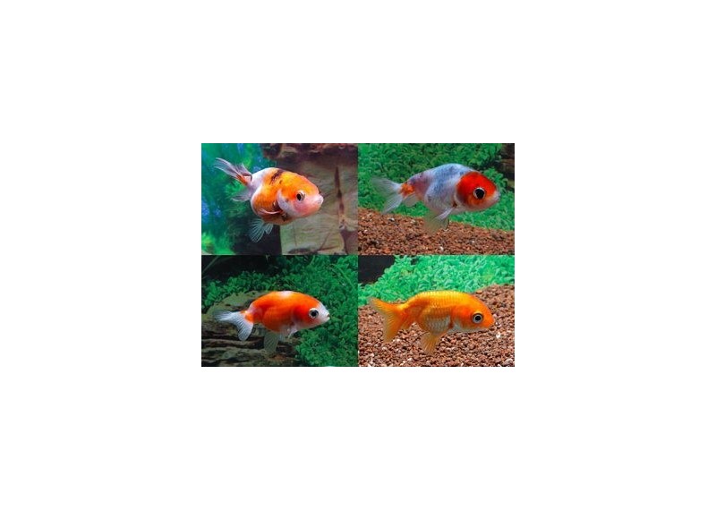 Ranchu assortis - Ranchu - Comptoir du Poisson exotique