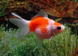 Pearlscale rouge et blanc - Pearlscale - Comptoir du Poisson exotique