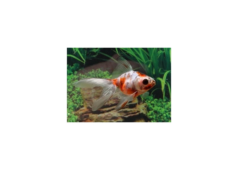 Ryukin calico - Ryukin - Comptoir du Poisson exotique