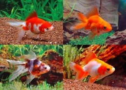 Ryukin assortis - Ryukin - Comptoir du Poisson exotique