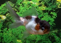 Oranda panda - Oranda tête de lion - Comptoir du Poisson exotique