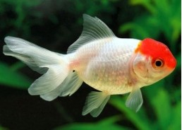 Oranda red cap - Oranda tête de lion - Comptoir du Poisson exotique