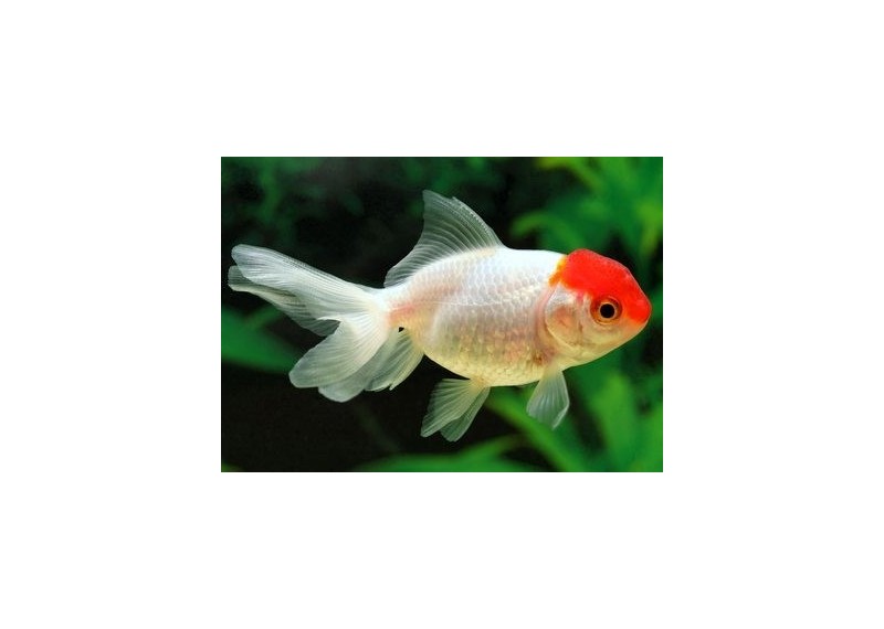 Oranda red cap - Oranda tête de lion - Comptoir du Poisson exotique