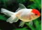 Oranda red cap - Oranda tête de lion - Comptoir du Poisson exotique