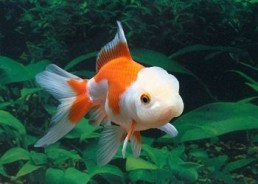 Oranda rouge et blanc - Oranda tête de lion - Comptoir du Poisson exotique