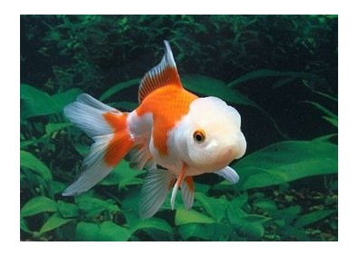 Oranda rouge et blanc - Oranda tête de lion - Comptoir du Poisson exotique