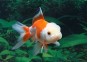 Oranda rouge et blanc - Oranda tête de lion - Comptoir du Poisson exotique