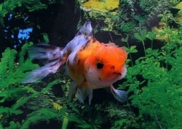 Oranda calico - Oranda tête de lion - Comptoir du Poisson exotique