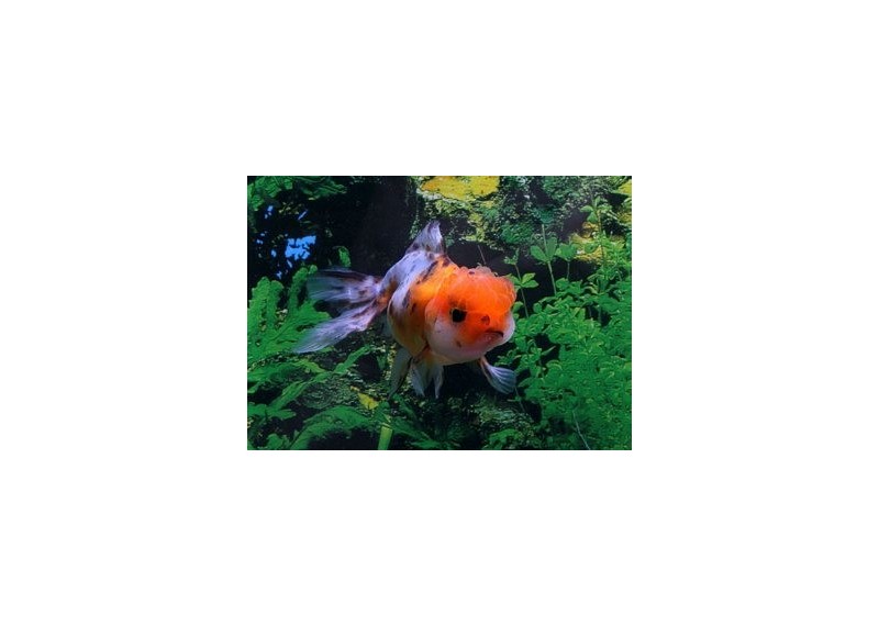 Oranda calico - Oranda tête de lion - Comptoir du Poisson exotique