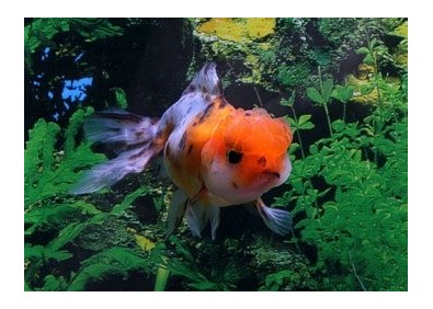 Oranda calico - Oranda tête de lion - Comptoir du Poisson exotique Oranda calico - Oranda tête de lion - Comptoir du Poisson exotique