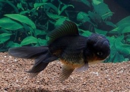 Oranda noir - Oranda tête de lion - Comptoir du Poisson exotique