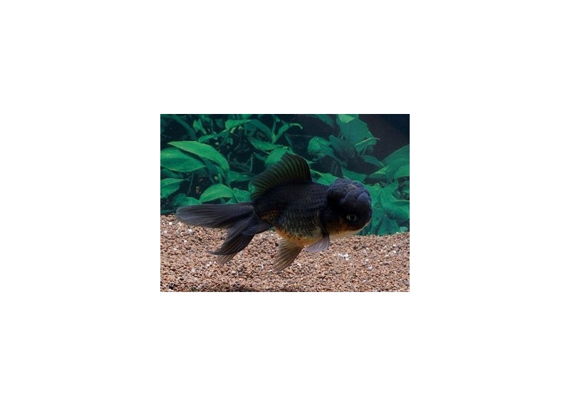 Oranda noir - Oranda tête de lion - Comptoir du Poisson exotique