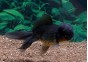 Oranda noir - Oranda tête de lion - Comptoir du Poisson exotique