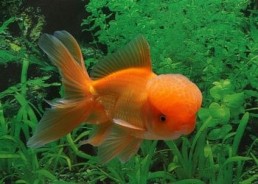 Oranda rouge - Oranda tête de lion - Comptoir du Poisson exotique