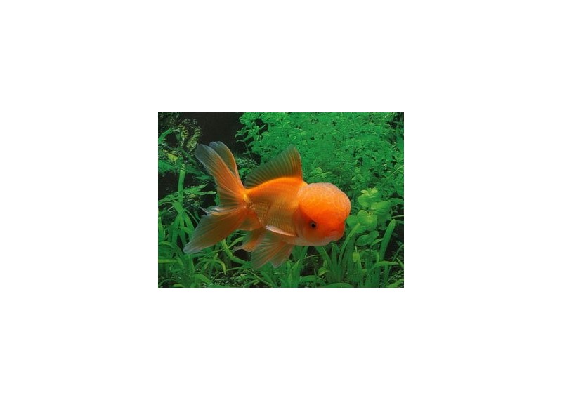 Oranda rouge - Oranda tête de lion - Comptoir du Poisson exotique