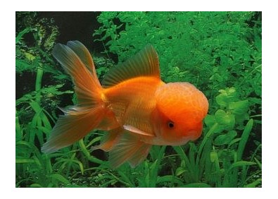 Oranda rouge - Oranda tête de lion - Comptoir du Poisson exotique