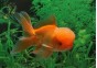 Oranda rouge - Oranda tête de lion - Comptoir du Poisson exotique