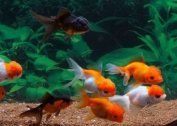 Oranda assortis - Oranda tête de lion - Comptoir du Poisson exotique