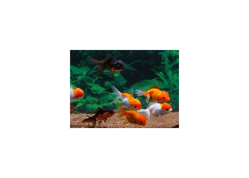 Oranda assortis - Oranda tête de lion - Comptoir du Poisson exotique