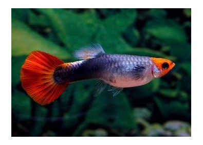 Guppy femelle select koi tuxedo - Guppy séléction - Comptoir du Poisson exotique