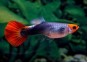 Guppy femelle select koi tuxedo - Guppy séléction - Comptoir du Poisson exotique