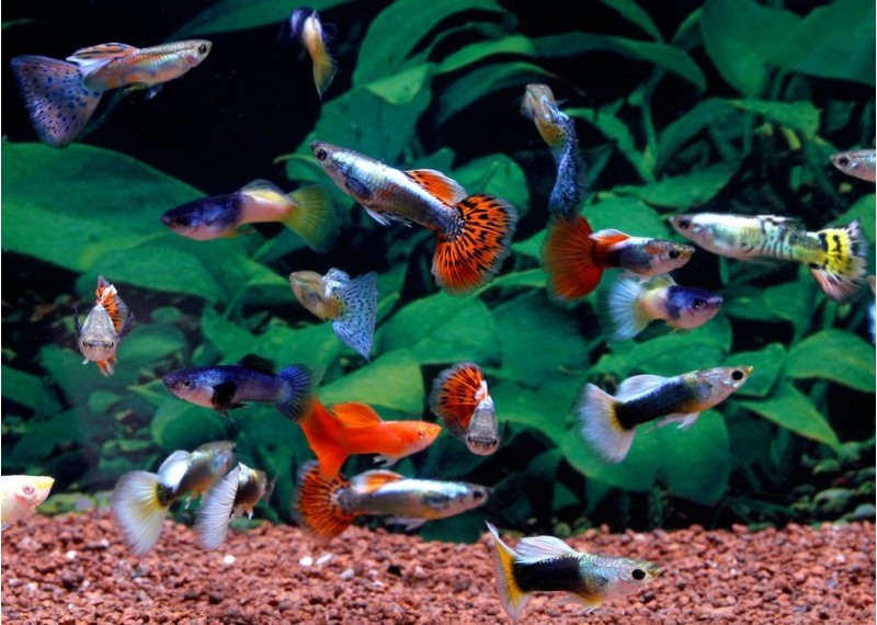 Guppy mâle select assortis - Guppy séléction - Comptoir du Poisson exotique