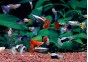 Guppy mâle select assortis - Guppy séléction - Comptoir du Poisson exotique