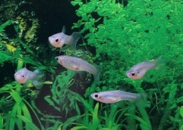 Guppy femelle endler assortie - Guppy endler - Comptoir du Poisson exotique