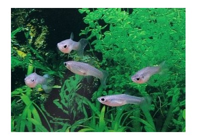 Guppy femelle endler assortie - Guppy endler - Comptoir du Poisson exotique