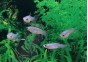 Guppy femelle endler assortie - Guppy endler - Comptoir du Poisson exotique