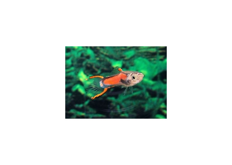Guppy mâle endler red néon - Guppy endler - Comptoir du Poisson exotique