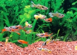 Guppy mâle endler assortis - Guppy endler - Comptoir du Poisson exotique