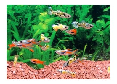 Guppy mâle endler assortis - Guppy endler - Comptoir du Poisson exotique