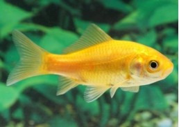 Poisson jaune - Comète jaune - Comptoir du Poisson exotique