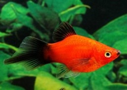 Platy corail wagtail rouge shpitz - Platy corail - Comptoir du Poisson exotique