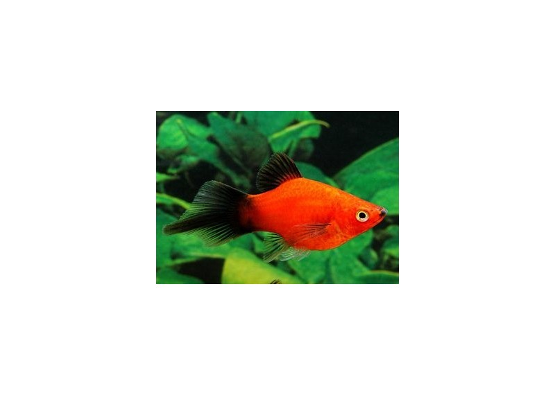 Platy corail wagtail rouge shpitz - Platy corail - Comptoir du Poisson exotique