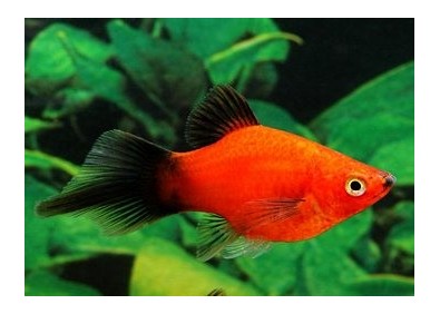 Platy corail wagtail rouge shpitz - Platy corail - Comptoir du Poisson exotique