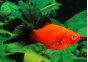 Platy corail wagtail rouge shpitz - Platy corail - Comptoir du Poisson exotique