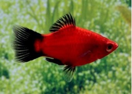 Platy corail wagtail rouge - Platy corail - Comptoir du Poisson exotique