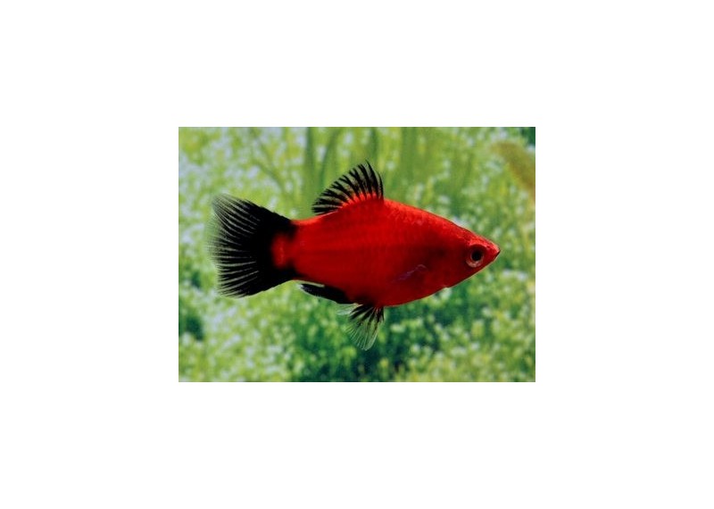 Platy corail wagtail rouge - Platy corail - Comptoir du Poisson exotique