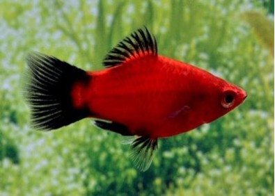 Platy corail wagtail rouge - Platy corail - Comptoir du Poisson exotique