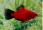 Platy corail wagtail rouge - Platy corail - Comptoir du Poisson exotique