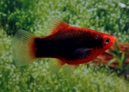 Platy corail tuxedo rouge - Platy corail - Comptoir du Poisson exotique