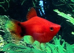 Platy corail mickey rouge - Platy corail - Comptoir du Poisson exotique